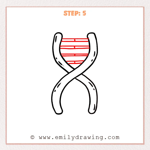 how to draw a dna - DNA Step 5 showing paired horizontal base rungs in the upper helix