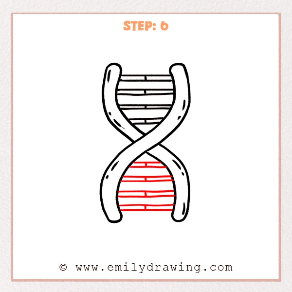 how to draw a dna - DNA Step 6 showing base-pair rungs throughout the completed double helix