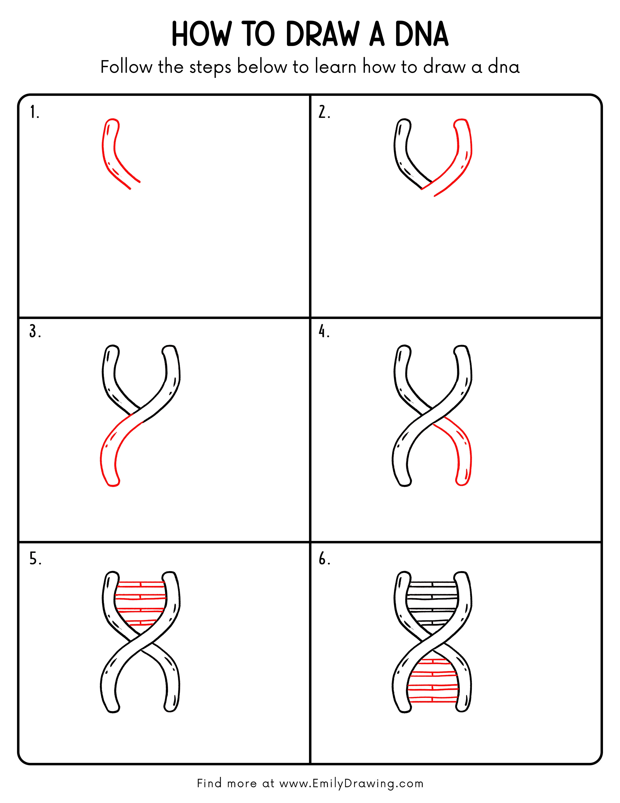Printable Dna Drawing Guide